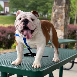 Kody - Bulldog