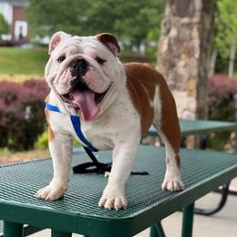 Kody - Bulldog