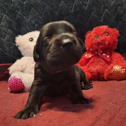 Twilight - Black female Labrador Retriever puppy in Bemidji, Minnesota from Northern Star Elite Quality Labrador Retrievers