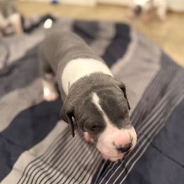 Sky - Blue and white female Great Dane puppy in Albuquerque, New Mexico from Legacy Danes