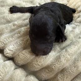 Drake - Silver male Poodle puppy in Azle, Texas from Texas Kissed K9s