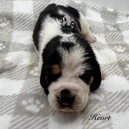 Heart - Black white and brown female Basset Hound puppy in Dingess, West Virginia from Tuckers' Howling Hounds