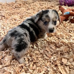 American Corgi and Pembroke Welsh Corgi Puppies from Driftin' Sand Farms