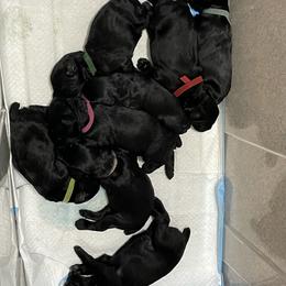 Giant Schnauzer Puppies from JAMG Schnauzers
