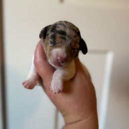 Cider - Dapple female Dachshund puppy in Lebanon, Tennessee from Thomas Homestead and Rabbitry