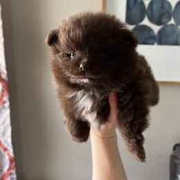 Pomeranian and Shih Tzu Puppies from Laik’s Little Shihtz & Poms