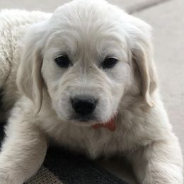 Golden Retrievers from Sunny Slope Goldens