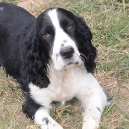 Elsie - English Springer Spaniel