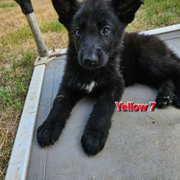 Girl 8 Yellow - Black female German Shepherd puppy in Rome, Georgia from Patriot Shepherds