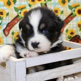 Black Tri - Black tri male Miniature Australian Shepherd puppy in Ronan, Montana from Dirt Road Aussie’s of Montana