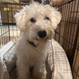 Daisy - Miniature Schnauzer