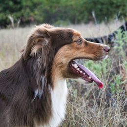 Brandy - Australian Shepherd