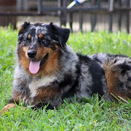 Journey - Australian Shepherd