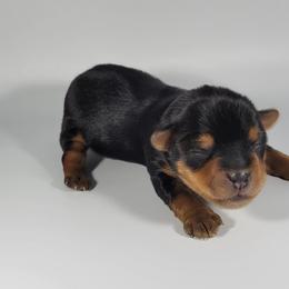 Purple collar girl - Black and tan female Yorkshire Terrier puppy in Jacksonville, Florida from Yorkieology