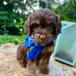 Bonsai - Red phantom male Aussiedoodle puppy in Chattanooga, Tennessee from Leafy Acre Mini Farm