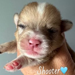 Shooter - Red merle and white male American Corgi puppy in Wegan, Indiana from Brave Country Kennels