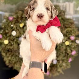Boy 1 - Chocolate merle male Bernedoodle puppy in Salt Lake County, Utah from Coco Avenue Pups