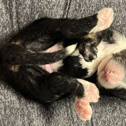 Bernedoodle Puppies from Jeanie’s Doodles