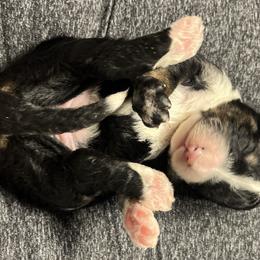 Bernedoodle Puppies from Jeanie’s Doodles