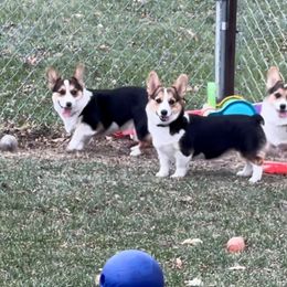 Pembroke Welsh Corgi All Grown Up from Popp Ranch Pembroke Welsh Corgis