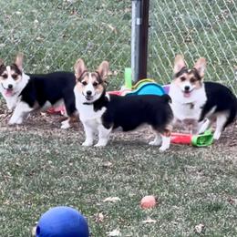 Pembroke Welsh Corgi All Grown Up from Popp Ranch Pembroke Welsh Corgis