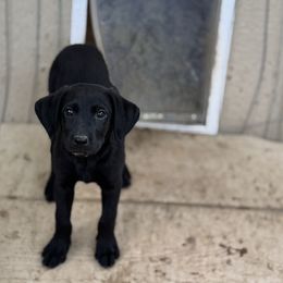 Nightly - Black female Labrador Retriever puppy in Houston, Texas from CMJ Kennels