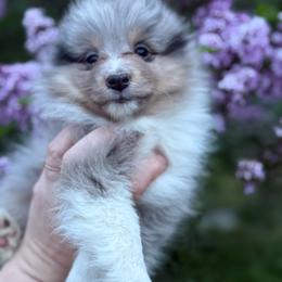 Girl 1 - Blue merle white and tan female Shetland Sheepdog puppy in Middleburgh, New York from StoneyAcre