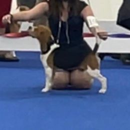 Hill - Beagle