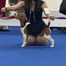Hill - Beagle
