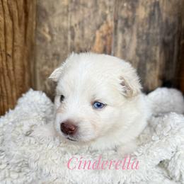 Cinderella - White female Pomsky puppy in Grass Valley, California from Karalot Pomskies