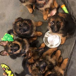German Shepherds from Dr. Arturo Presas