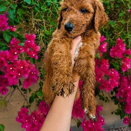 Ginger Ale - Red  male Poodle puppy in Mesa, Arizona from Desert Doodles