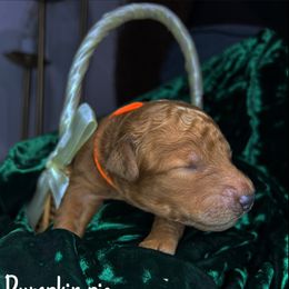 Pumpkin pie - Goldendoodle puppy in Stafford, Virginia from RVM Doodles
