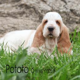 Potato - Red and white male Basset Hound puppy in Jefferson City, Missouri from Triple Hill Farm