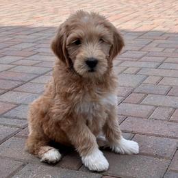 Francis - blue - Apricot female Goldendoodle puppy in Phoenix, Arizona from Kerri's Goldendoodles