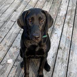 Bossy - Labrador Retriever