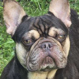 Godiva - French Bulldog