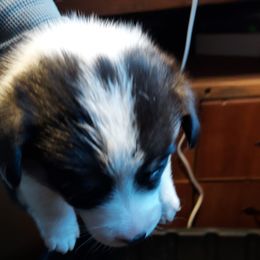 Pembroke Welsh Corgi Puppies from Gary's Pembroke Welsh Corgis