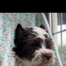 Dotson - Chocolate, tan and white male Yorkshire Terrier puppy in Parkersburg, West Virginia from Chocolate Diamonds in the RUFF