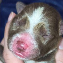 Django - Red and white male Siberian Husky puppy in Richland, Mississippi from Feazell’s Siberian Huskies