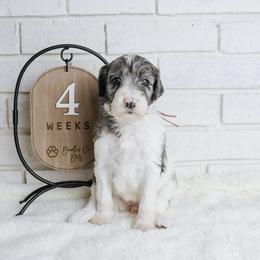 Lily - Merle female Labradoodle puppy in Bryantown, Maryland from Doodles on Duty