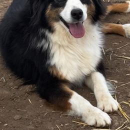 Sis - Black tri female Miniature Australian Shepherd puppy in Kim, Colorado from KNJ Aussies