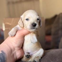 Sunny - Cream male Dachshund puppy in Hornbeck, Louisiana from A&Z Mini Dachshunds