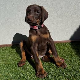 Coco - Red and rust female Doberman Pinscher puppy in Brookfield, Wisconsin from Haus of Hound
