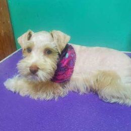 Blayze - Miniature Schnauzer