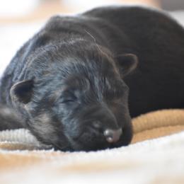 Jasper - Black and red male German Shepherd puppy in Lexington, Virginia from Stahlhaus ( Previously Buffelbach Farmstead Shepherds)