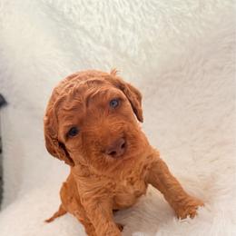 Artemis - Red  male Goldendoodle puppy in Arlington, Texas from Chambers Doodle Patch