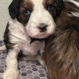 Girl 2 - Red tri-color female Aussiedoodle puppy in Hillsboro, Illinois from Perfect Paws Puppies