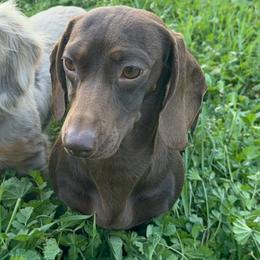 Kona - Dachshund