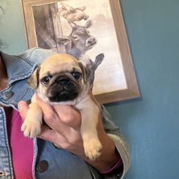 Girl 2 - Fawn female Pug puppy in Chino Valley, Arizona from Blecker Kennel